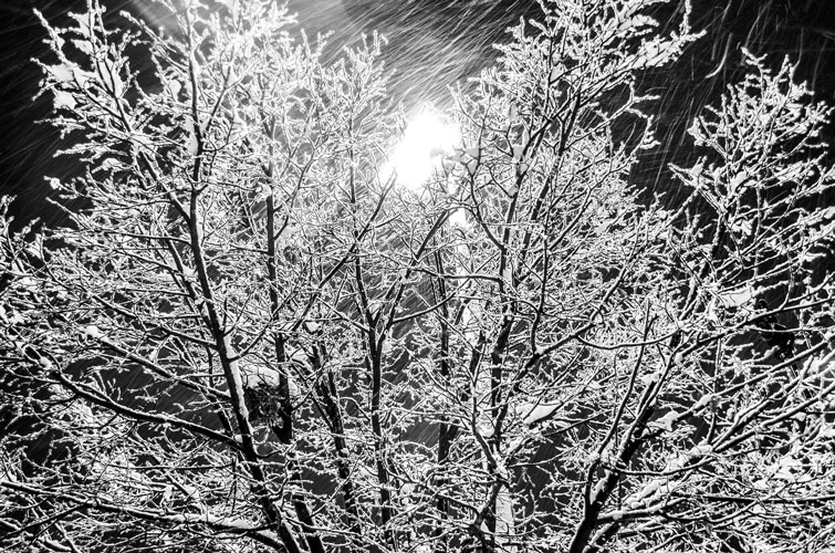La-Crosse-Snow-On-Tree
